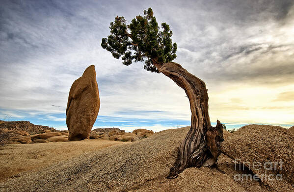 Joshua Tree National Park Poster featuring the photograph Standing Cedar Tree and Rock by Charline Xia