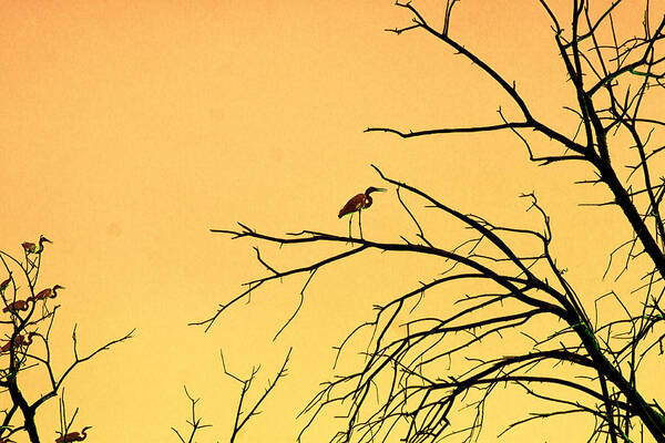 Nature Poster featuring the photograph Standing by Mike Trueblood