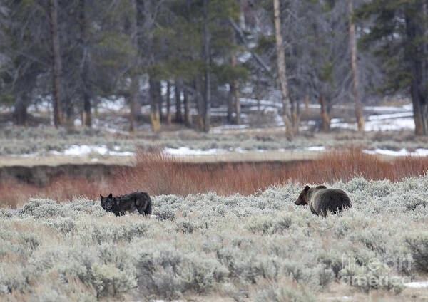 Black Wolf Poster featuring the photograph Stare Down by Deby Dixon