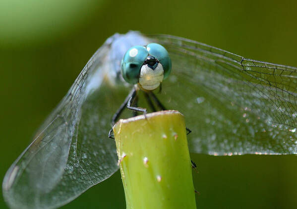 Blue Dasher Dragonfly Poster featuring the photograph Staredown 2 by Fraida Gutovich