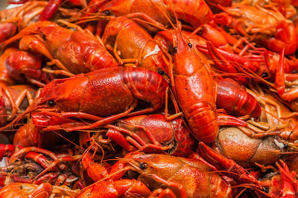 Animal Poster featuring the photograph Steamed Crawfish by Alex Grichenko
