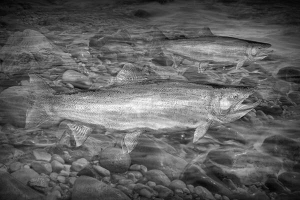Art Poster featuring the photograph Steelhead Trout Migration by Randall Nyhof