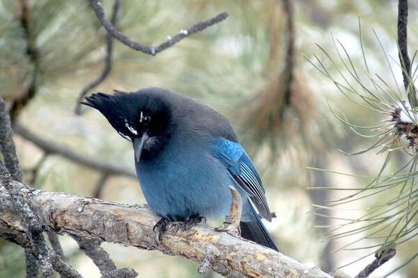 Colorado Poster featuring the photograph Steller's Jay Looking Down by Marilyn Burton