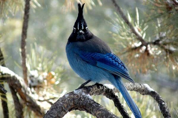 Colorado Poster featuring the photograph Steller's Jay - Posing by Marilyn Burton