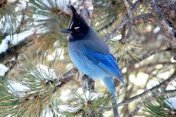 Colorado Poster featuring the photograph Steller's Jay Profile by Marilyn Burton