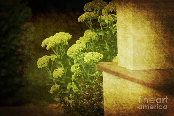 Flowers Poster featuring the photograph Steps by Rosemary Aubut