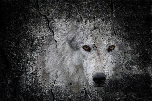 Wolf Art Poster featuring the photograph Stone Wolf Graffiti by Steve McKinzie