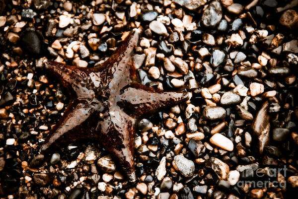 Beauty In Nature Poster featuring the photograph Stranded Sea Star by Venetta Archer