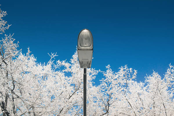 Clear Sky Poster featuring the photograph Street Light With White Branches Of by Dmitry Savin