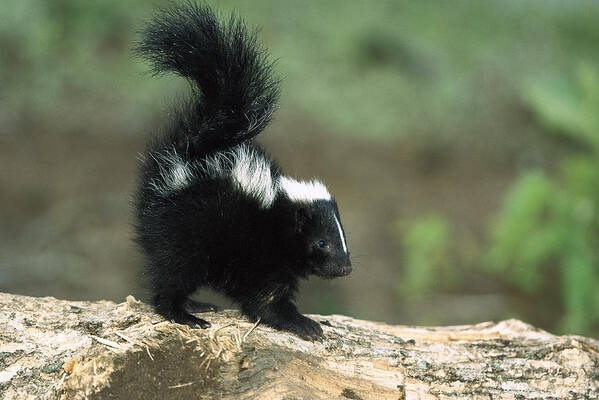 Feb0514 Poster featuring the photograph Striped Skunk Kit With Tail Raised by Konrad Wothe