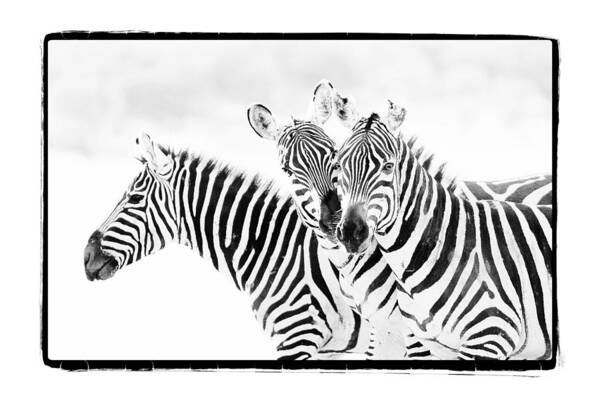 Africa Poster featuring the photograph Striped Threesome by Mike Gaudaur