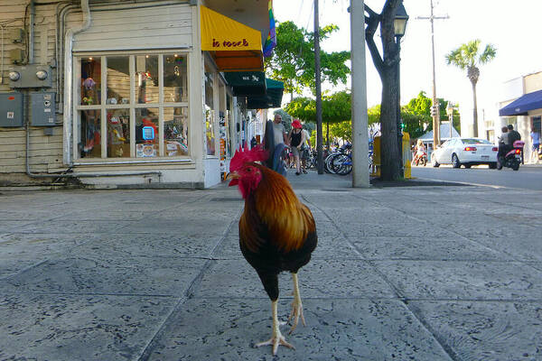Rooster Poster featuring the photograph Strutting by Jon Emery