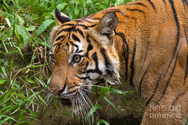 Animal Poster featuring the photograph Sumatran Tiger by Louise Heusinkveld