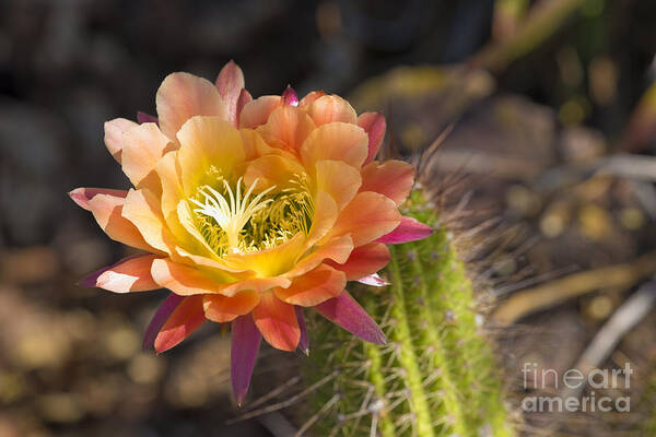 Beautiful Poster featuring the photograph Summer Cactus Bloom by James L Davidson