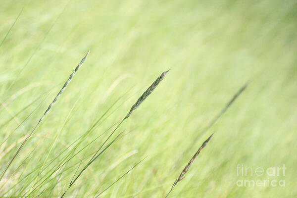 Grass Poster featuring the photograph Summer Dreaming by Jayne Carney