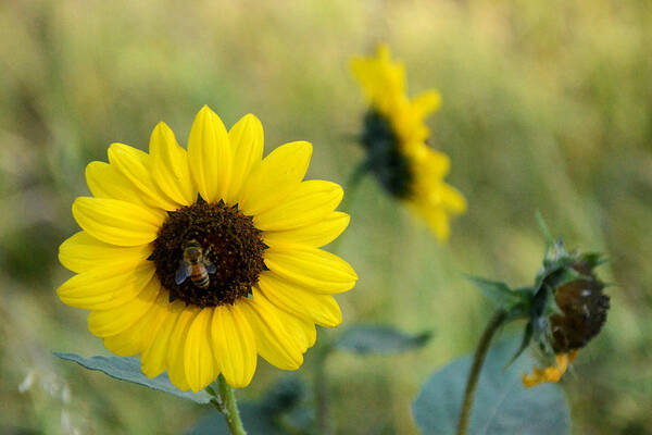 Dakota Poster featuring the photograph Summer Sunflower by Greni Graph