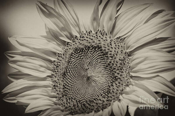 Sunflower Poster featuring the photograph Summer Sunflower by Wilma Birdwell