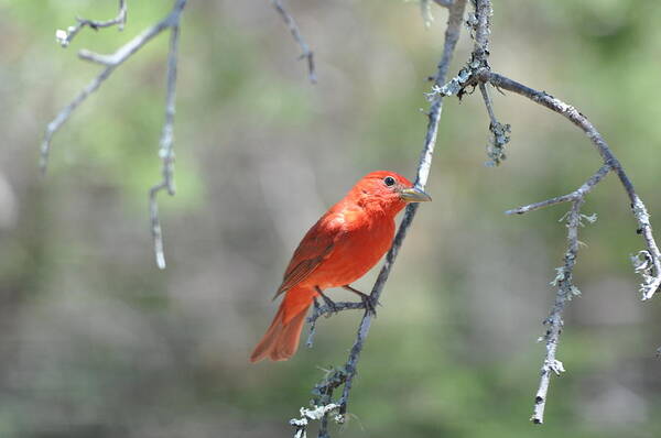 Red Poster featuring the photograph Summer Tanager by Frank Madia