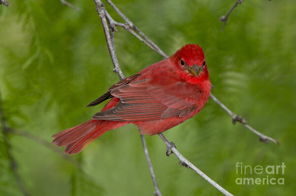 Summer Tanager Poster featuring the photograph Summer Tanager Male by Anthony Mercieca