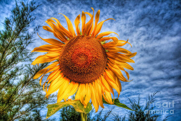 Hdr Poster featuring the photograph Sun Flower by Adrian Evans