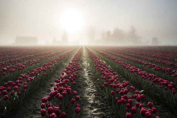 Tulips Poster featuring the photograph Sun in Fog and Tulips by Yoshiki Nakamura