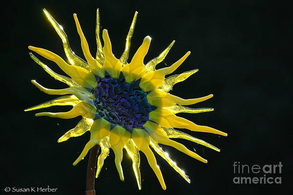 Flower Poster featuring the photograph Sun Rays by Susan Herber