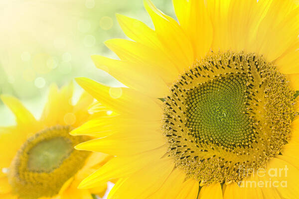 Crop Poster featuring the photograph Sunflower background by Mythja Photography