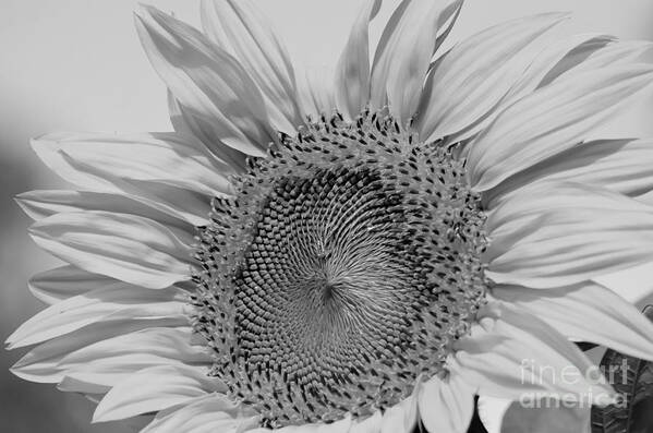 Sunflowers Poster featuring the photograph Sunflower Black and White by Wilma Birdwell