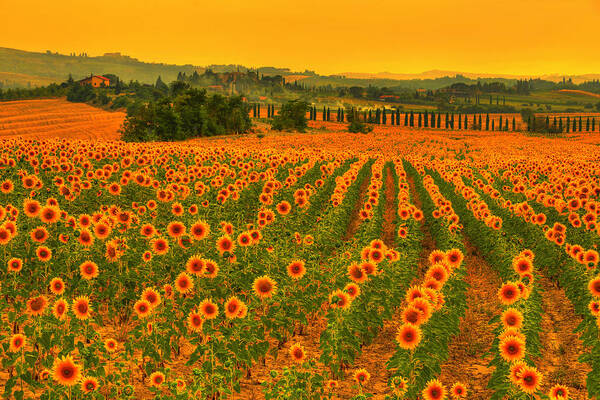 Tuscany Poster featuring the photograph Sunflower dream by Midori Chan