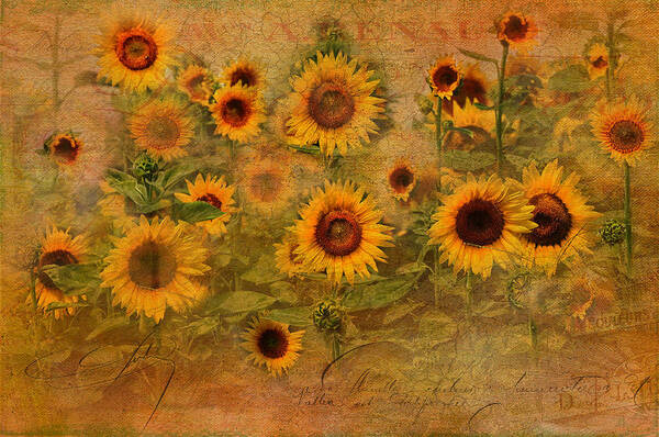 Sunflowers Poster featuring the photograph Sunflower Garden by Melinda Dreyer