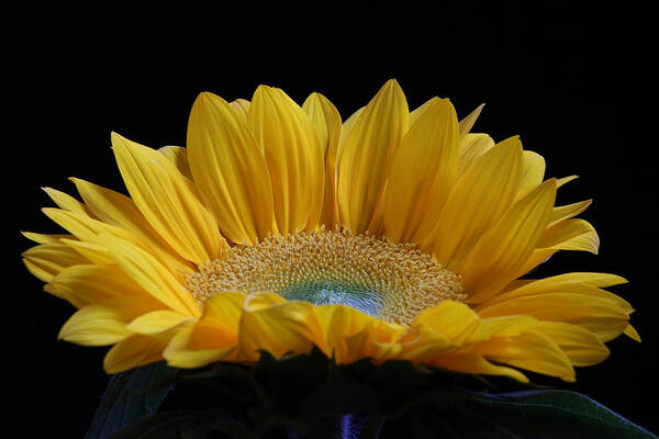 Sunflower Poster featuring the photograph Sunflower by Juergen Roth