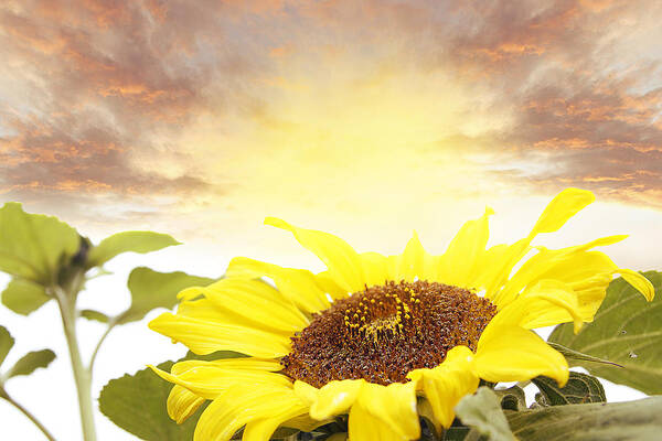 Bloom Poster featuring the photograph Sunflower by Les Cunliffe