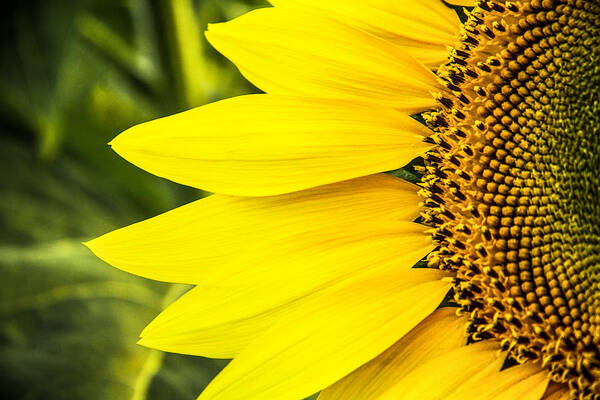 Steven Bateson Poster featuring the photograph Sunflower Sunshine by Steven Bateson