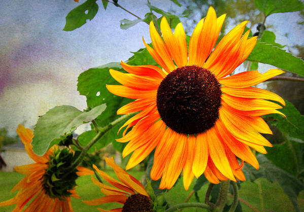 Sunflower Poster featuring the digital art Sunflower by Trina Ansel