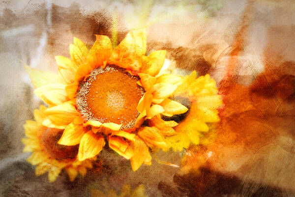 Sunflowers. Yellow Petals. Autumn. Fall Colors. Flowers. Photography. Fine Art. Print. Canvas. Texture. Poster. Greeting Card. Poster featuring the photograph Sunflowers Aglow by Mary Timman