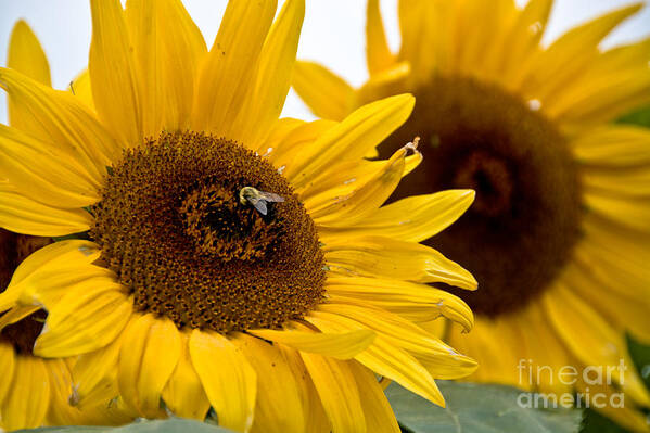  Poster featuring the photograph Sunflowers and Bees by Cheryl Baxter