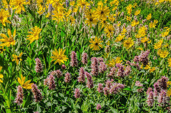 Agastache Urticifolia Poster featuring the photograph Sunflowers and Horsemint by Sue Smith