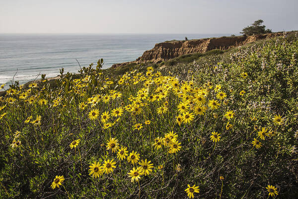 Photography Poster featuring the photograph Sunflowers at Yucca Point by Lee Kirchhevel