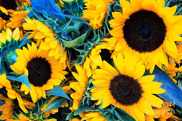 Sunflowers Poster featuring the photograph Sunflowers by Colleen Kammerer