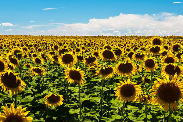 Landscape Poster featuring the photograph Sunflowers by Glenn Fillmore