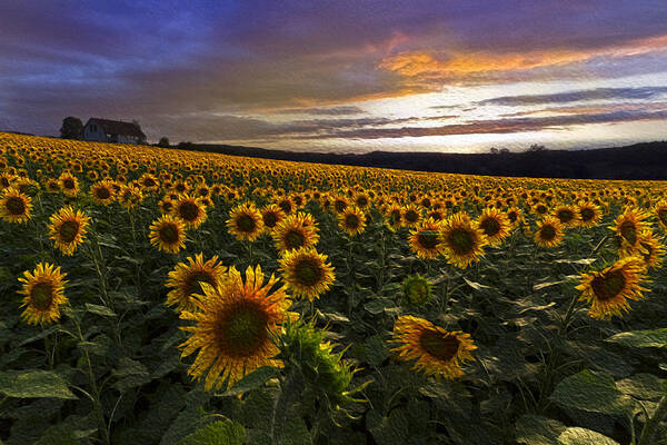 Appalachia Poster featuring the photograph Sunflowers Oil Painting by Debra and Dave Vanderlaan