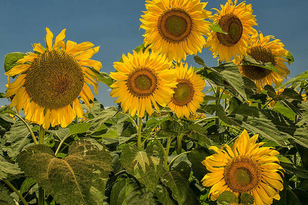 Ellis County Sunflowers Poster featuring the photograph Sunflowers by Victor Culpepper