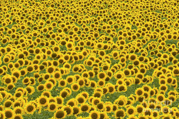 00345435 Poster featuring the photograph Sunflowers Kansas by Yva Momatiuk John Eastcott