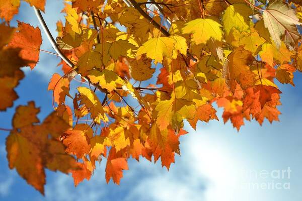 Fall Poster featuring the photograph Sunlight and Shadow - Autumn Leaves Two by Miriam Danar