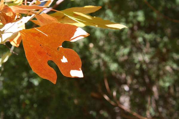 Leaves Poster featuring the photograph Sunlit Red Leaf by Michele Wilson