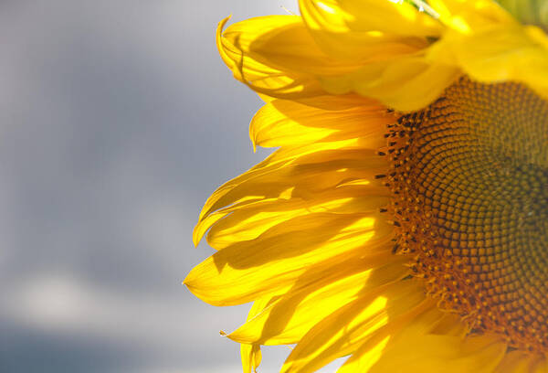 Sunflower Poster featuring the photograph Sunny Sunflower by Cheryl Baxter