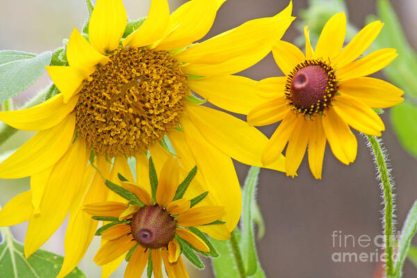 Sunflower Photography Poster featuring the photograph Sunny Sunflowers by Luana K Perez