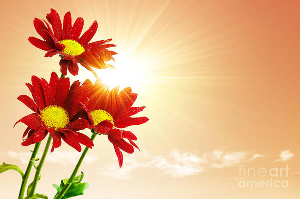 Background Poster featuring the photograph Sunrays Flowers by Carlos Caetano