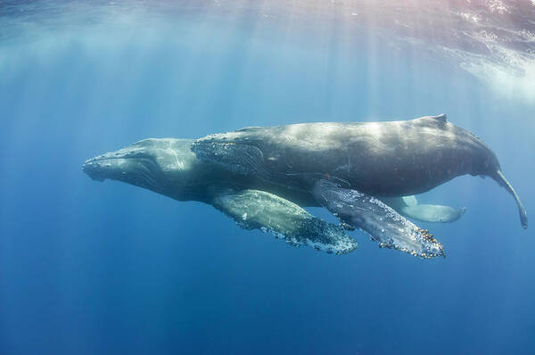 Underwater Poster featuring the photograph Sunrays On Whales by By Wildestanimal