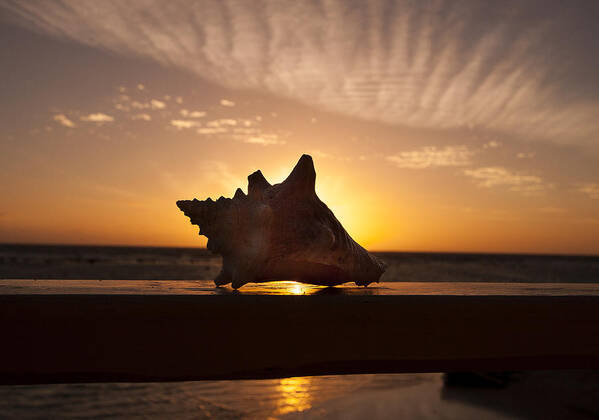 Sunrise Conch Poster featuring the photograph Sunrise Conch by Jean Noren